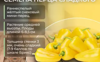 ЕЛЛОУ ЗУППА