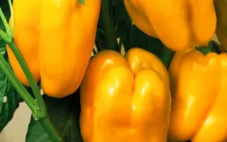 ЗОЛОТОЙ БУКЕТ