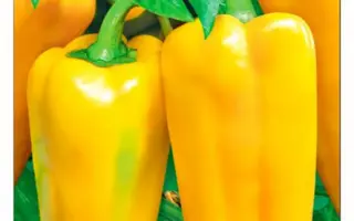 ХИТРАЯ ЛИСА