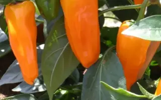 СИБИРСКАЯ ЛИСА