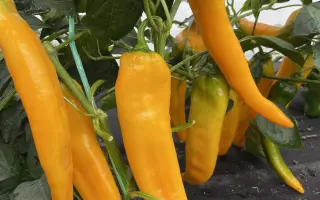 ЖЕЛТАЯ КАПИЯ