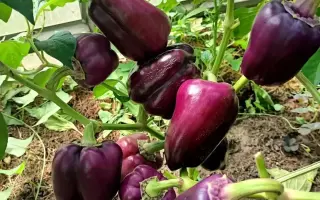 ПУРПУРНЫЙ БЫК