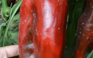 КАКАДУ КРАСНЫЙ