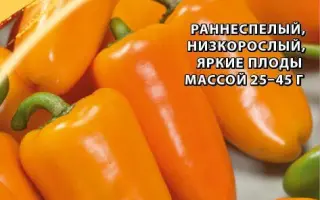 ЛИСИЧКА ОРАНЖЕВАЯ