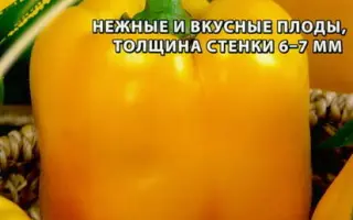 ЗОЛОТОЙ БЫК