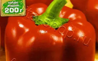 КРАСНЫЙ БОГАТЫРЬ