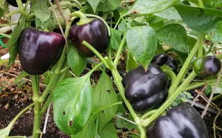 ФИОЛЕТОВЫЙ КУБ