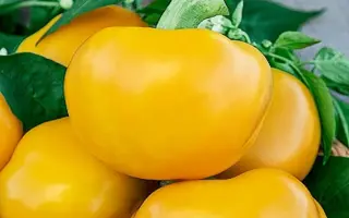 ЗОЛОТО ГЕРОЯ