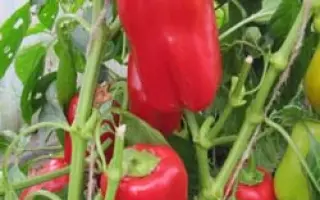 АЛЕКСАНДРИТ