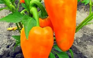 КАКАДУ ОРАНЖЕВЫЙ