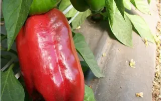 ИСПАНСКИЙ БЫК