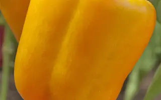 ФАНТАСТИКА