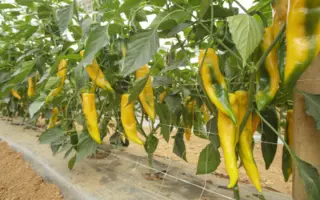 ПАЛЕРМО ЮСМИТ