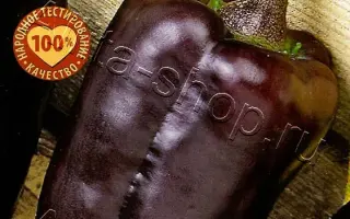 БОЛЬШАЯ УМНИЦА