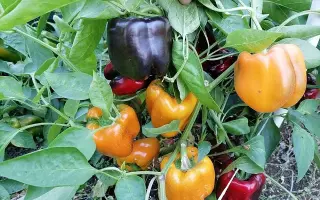 МЛЕЧНЫЙ ПУТЬ