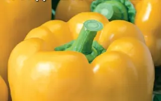 АДМИРАЛ КОЛЧАК