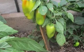 СИБИРСКИЙ ФОРМАТ