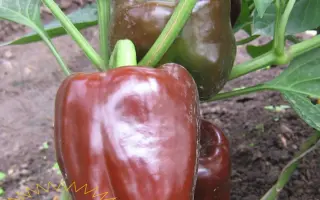 КУБОК ШОКОЛАДНЫЙ