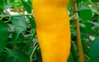 БИЗОН ЖЕЛТЫЙ