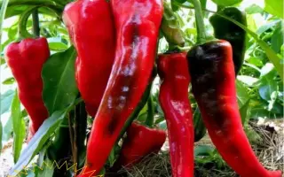 БАНАНОВЫЙ ДЕСЕРТ