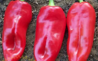 КРАСНАЯ ЛОПАТА