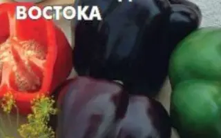 САМОРОДОК ВОСТОКА