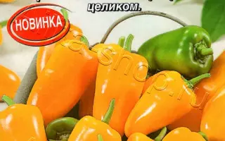 ОРАНЖЕВАЯ ЛАКОМКА
