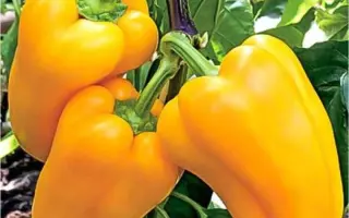 ЗОЛОТАЯ ОСЕНЬ