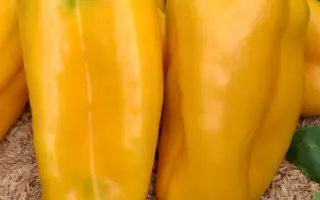 КАКАДУ ЖЕЛТЫЙ