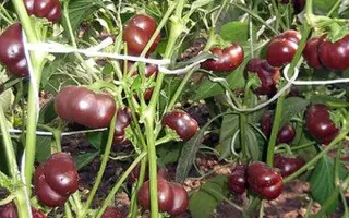 ШОКОЛАДНЫЙ ХОРОВОД