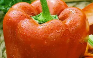 КРАСНЫЙ БАРОН