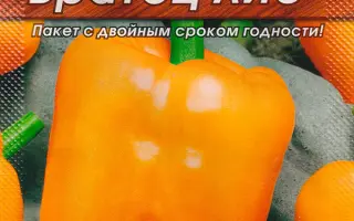 БРАТЕЦ ЛИС