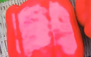 КРАСНЫЙ БОЧОНОК