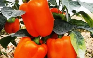 ОРАНЖЕВЫЙ БЫК