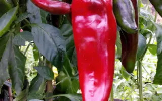 КРАСНЫЙ РОГ