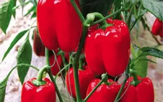 КРАСНАЯ ШАПОЧКА