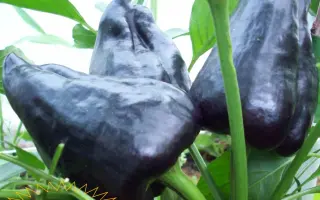 ЧЕРНЫЙ КОНЬ