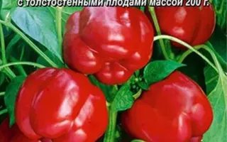 МЕДНЫЙ ВСАДНИК