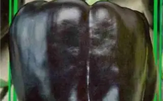 УЛЬТРАФИОЛЕТ