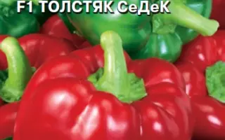 ТОЛСТЯК СЕДЕК