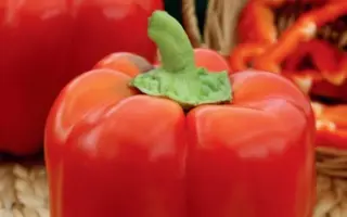 МОЙ ГЕНЕРАЛ