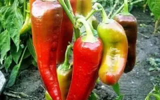 ИВАН-ДА-МАРЬЯ