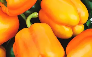 ОРАНЖЕВАЯ КРАСАВИЦА