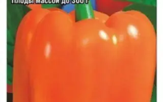 СИБИРСКИЙ БОНУС