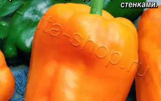 РЫЖИЙ ХВОСТ