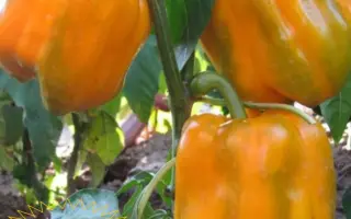 ЗОЛОТОЙ ТЕЛЕНОК