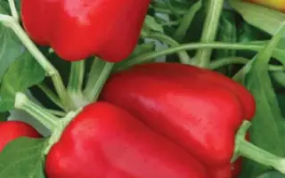 ПОБЕДИТЕЛЬ