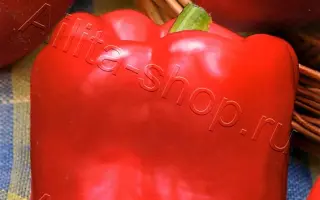 ЖЕМЧУЖИНА СИБИРИ