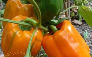 ЗОЛОТОЙ СЛИТОК