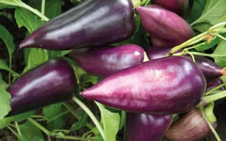 СИРЕНЕВЫЙ БЛЕСК